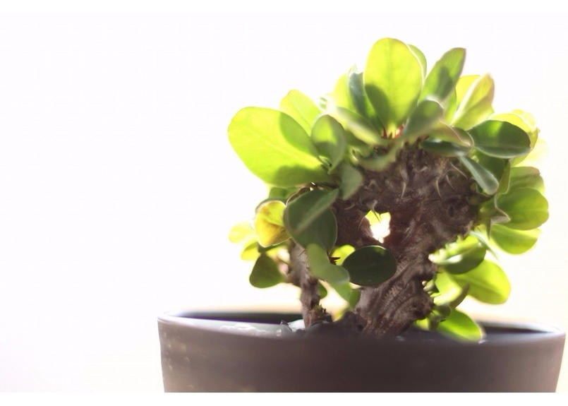 花キリン 綴化 Mana S Green 塊根植物販売 マナズグリーン