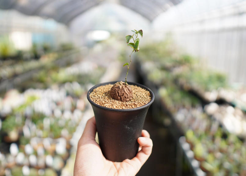 亀甲竜 ディオスコレア エレファンティペス Mana S Green 塊根植物販売 マナズ