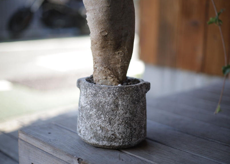 火星人 Fockea Edulis Mana S Green 塊根植物販売 マナズグリーン