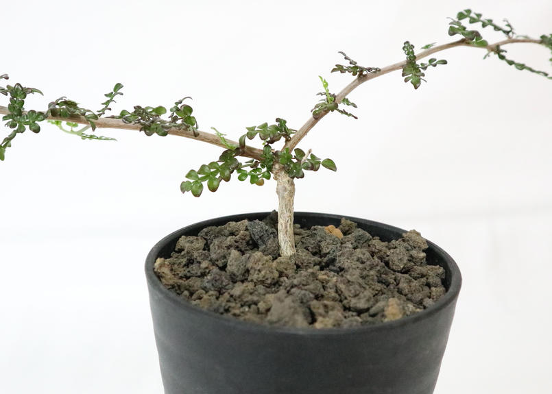 速達メール便送料無料 送料無料 完全活着 オペルクリカリア デカリー 根ざし おしゃれ Www Eatforhealth Gr