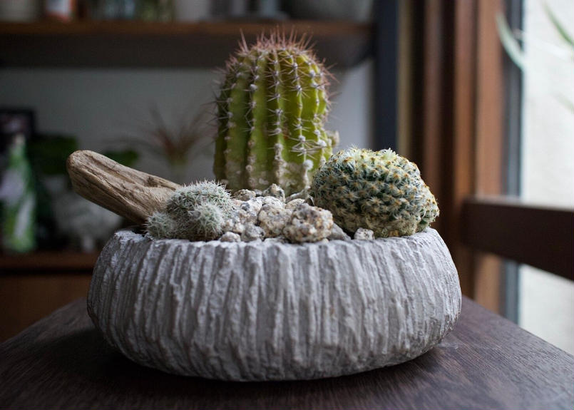 初心者でも安心 サボテン寄せ植えpot Mana S Green 塊根植物販売 マナズグリーン 初心者でも安心 サボテン寄せ植えpot Mana S Green 塊根植物販売 マナズグリーン