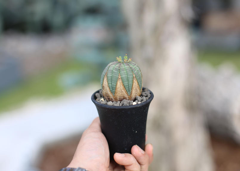 ユーフォルビア オベサ Mana S Green 塊根植物販売 マナズグリーン