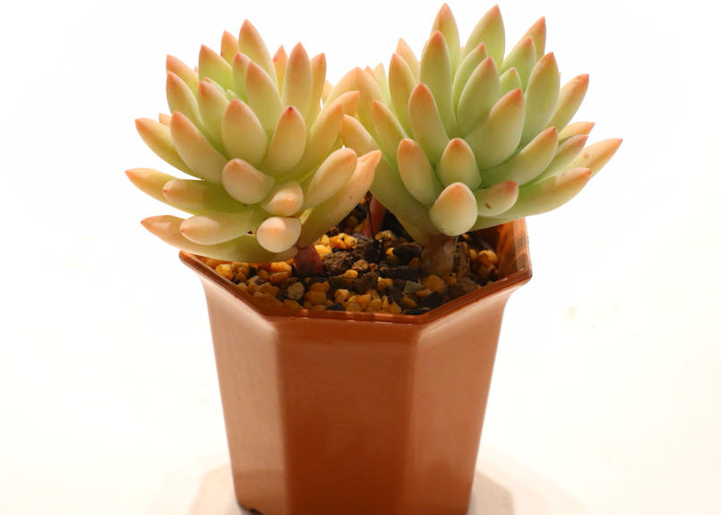 セデベリア 樹氷 Mana S Green 塊根植物販売 マナズグリーン