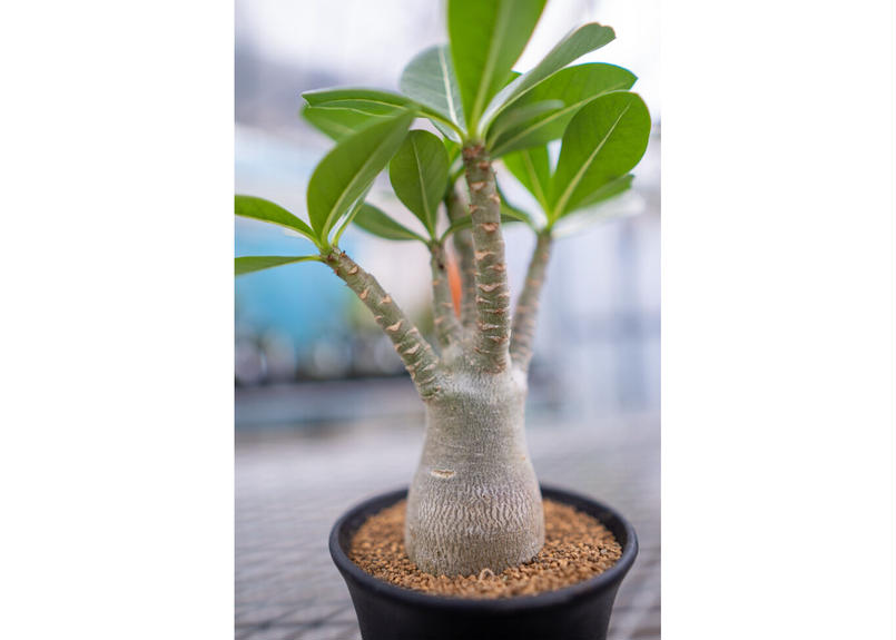 アデニウム アラビカム Mana S Green 塊根植物販売 マナズグリーン