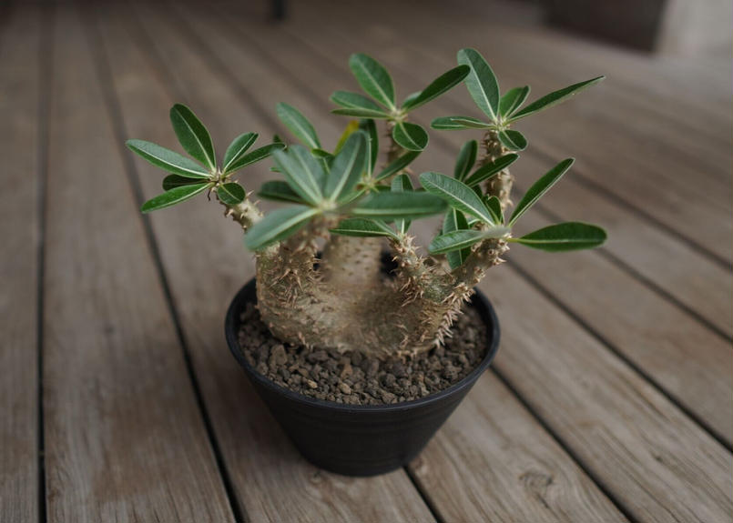 パキポディウム デンシフローラム Pachypodium Densiflorum Mana