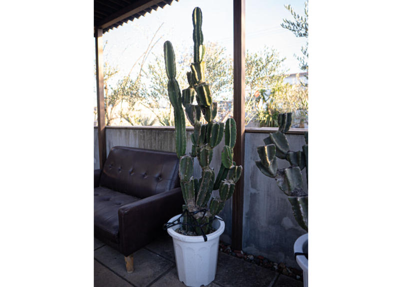 柱サボテン Mana S Green 塊根植物販売 マナズグリーン 柱サボテン Mana S Green 塊根植物販売 マナズグリーン