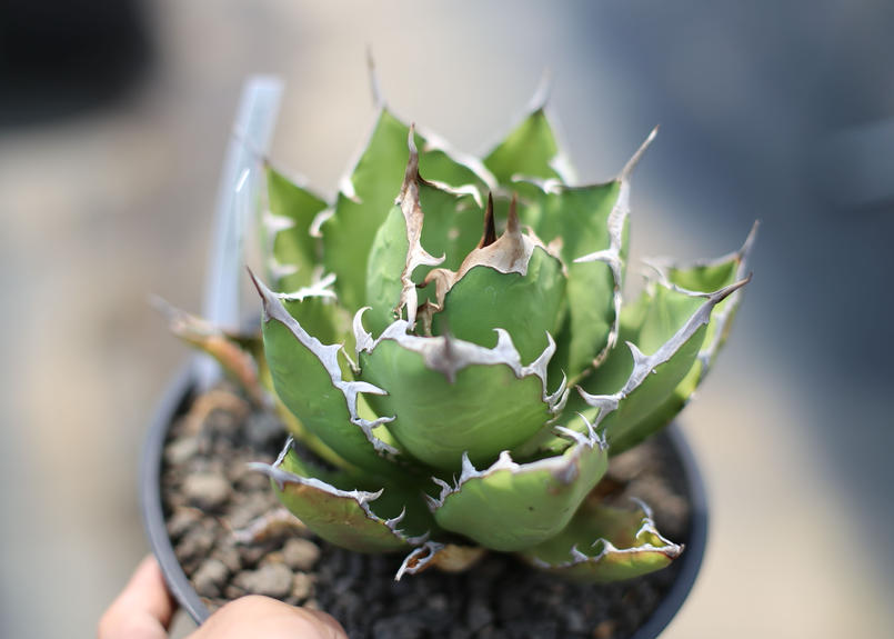 アガベ チタノタ オテロイ Mana S Green 塊根植物販売 マナズグリーン