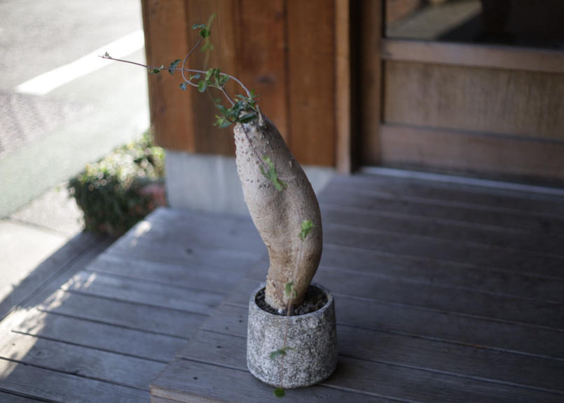 火星人 Fockea Edulis Mana S Green 塊根植物販売 マナズグリーン