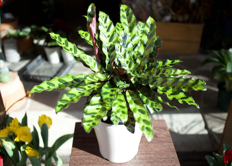 カラテア ランキフォリア Mana S Green 塊根植物販売 マナズグリーン カラテア ランキフォリア Mana S Green 塊根植物販売 マナズグリーン