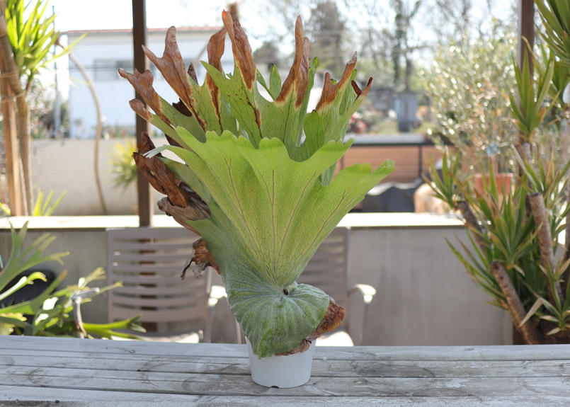 ビカクシダ グランデ 1 Mana S Green 塊根植物販売 マナズグリーン