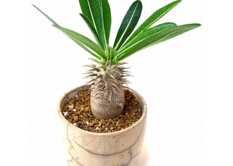 Pachypodium Densiflorum パキポディウム デンシフローラム シバ女王の玉