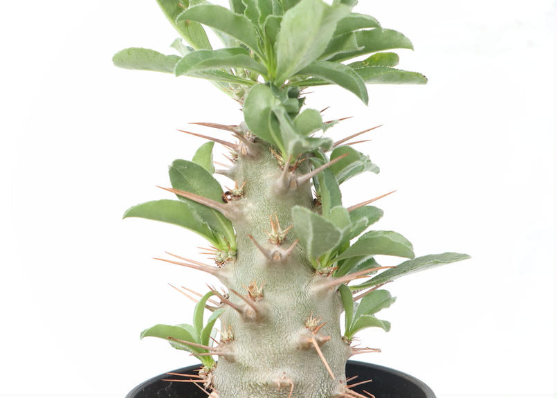 パキポディウム サンデルシー 実生 3 Mana S Green 塊根植物販売 マナズ パキポディウム サンデルシー 実生 3 Mana S Green 塊根植物販売 マナズ