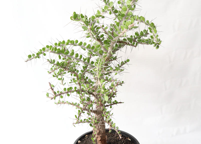 アローディア コモサ Mana S Green 塊根植物販売 マナズグリーン