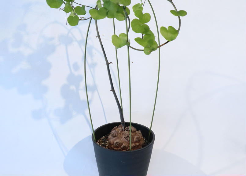 ディオスコレア エレファンティペス 亀甲竜 １ Mana S Green 塊根植物販売