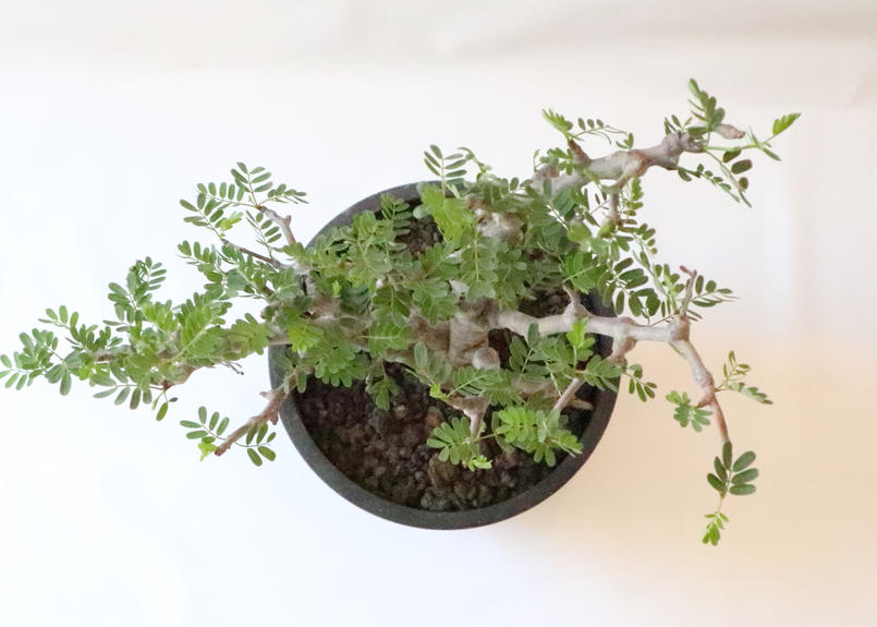 センナ メリディオナリス Mana S Green 塊根植物販売 マナズグリーン センナ メリディオナリス Mana S Green 塊根植物販売 マナズグリーン