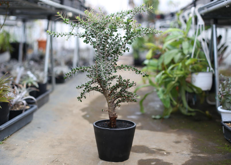 アローディア コモサ Mana S Green 塊根植物販売 マナズグリーン