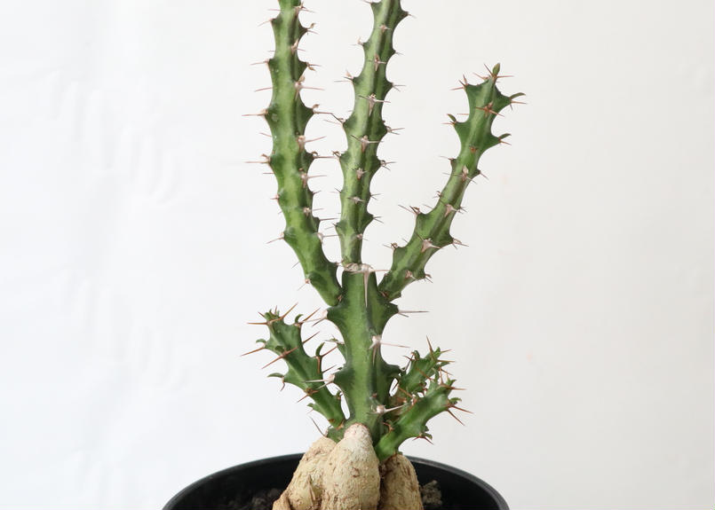 ユーフォルビア クンチー Mana S Green 塊根植物販売 マナズグリーン ユーフォルビア クンチー Mana S Green 塊根植物販売 マナズグリーン
