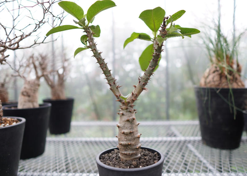 パキポディウム ウィンゾリー 国内実生3年目 【公式通販】