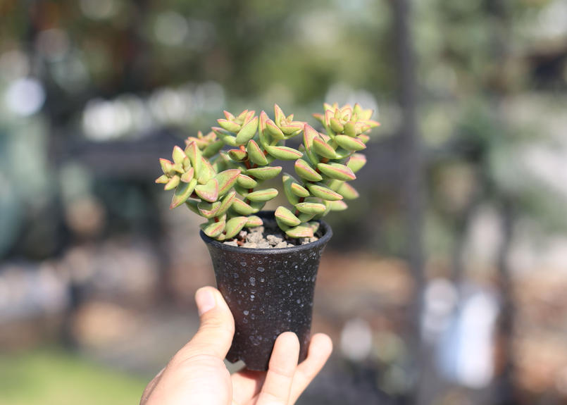 クラッスラ 桜星 Mana S Green 塊根植物販売 マナズグリーン