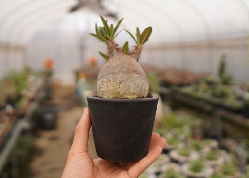 塊根植物。キングアデニウム6号平プラ鉢4