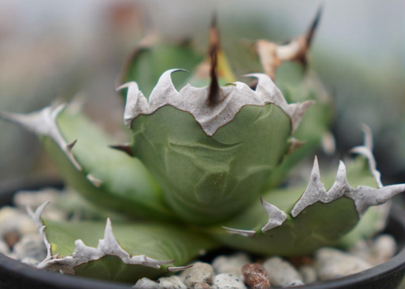 Agave titanota dwarf 姫厳龍 A NO.2 | mana's green:...