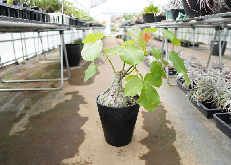 現代版の盆栽 プセウドボンバックス エリプティクム Mana S Green 塊根植物販