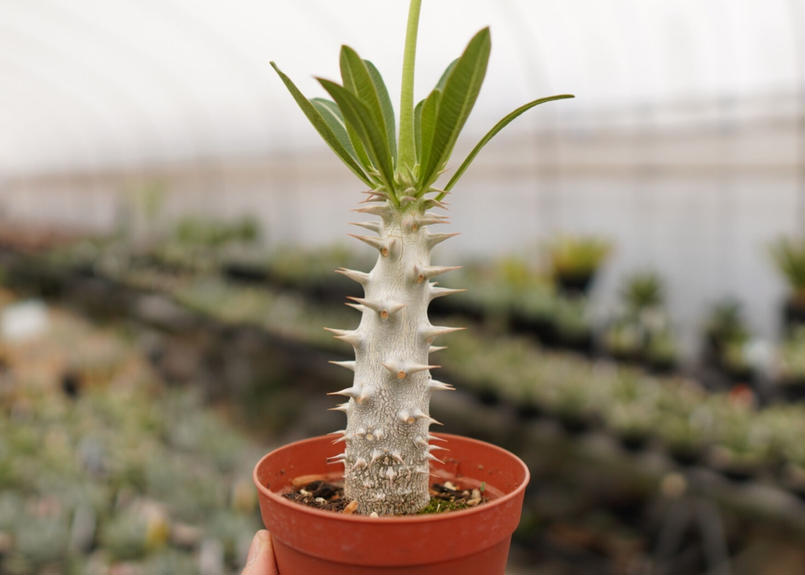 パキポディウム デンシフローラム 大 A NO.2 | mana's green:塊根植物販売... パキポディウム デンシフローラム 大 A NO.2 | mana's green:塊根植物販売...
