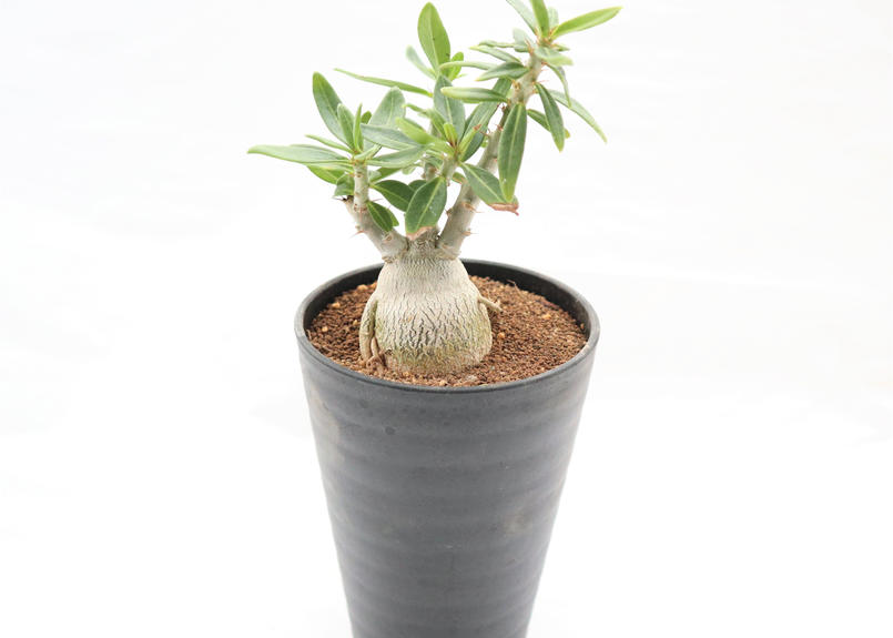 塊根植物 コーデックス　パキポディウム　ビスピノーサム　現地株 塊根植物 コーデックス パキポディウム ビスピノーサム 現地株 塊根