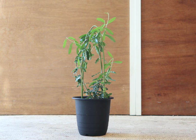 フォッケア エデュリス 火星人 Mana S Green 塊根植物販売 マナズグリーン