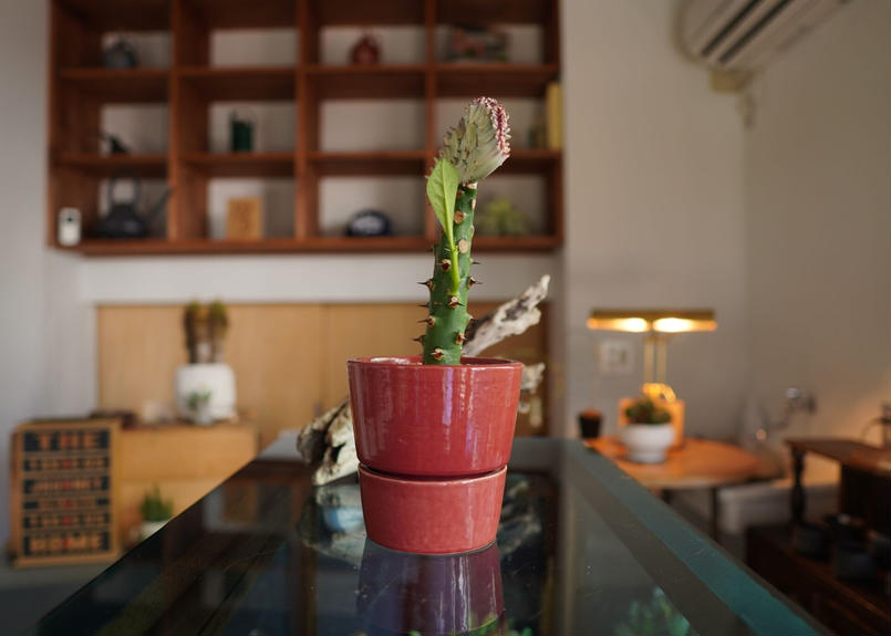 ユーフォルビア ラクテア マハラジャ Euphorbia Lactea F Crist