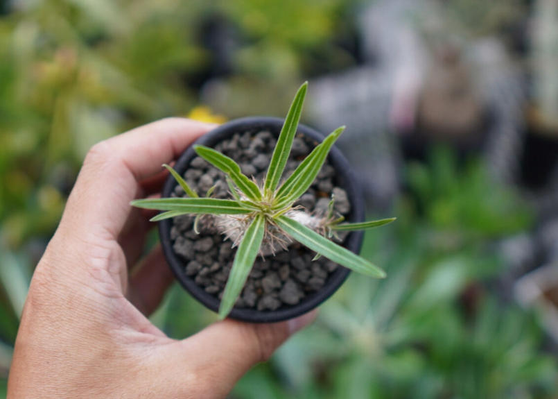 パキポディウム グラキリス 実生 Mana S Green 塊根植物販売 マナズグリーン