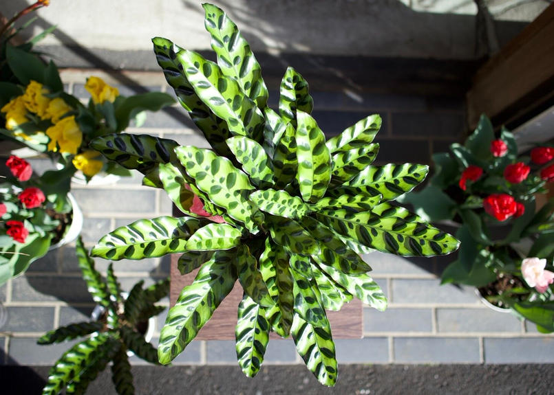 カラテア ランキフォリア Mana S Green 塊根植物販売 マナズグリーン