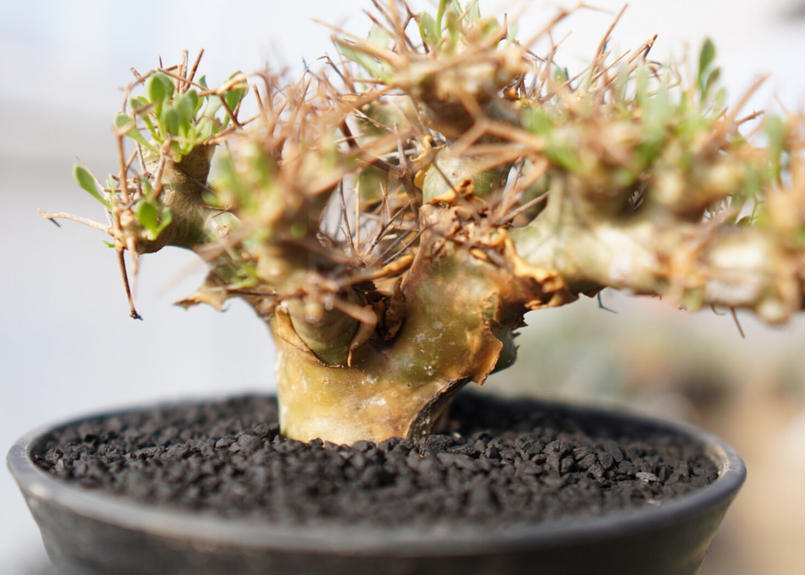 発根済み】オトンナ・ユーフォルビオイデス Othonna euphorbioides No....