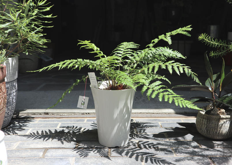 ディクソニア アンタルクティカ Mana S Green 塊根植物販売 マナズグリーン