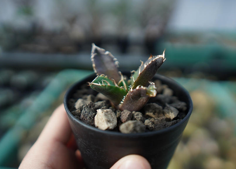 アガベ チタノタ 鬼爪雪峰 Agave titanota “Onitsume Yukimin...