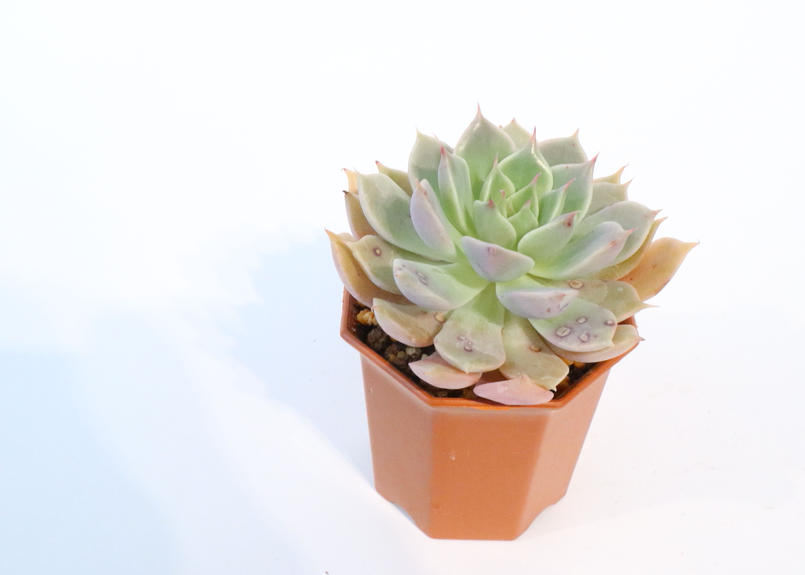 グラプトベリア マーガレットレッピン Mana S Green 塊根植物販売 マナズグリーン