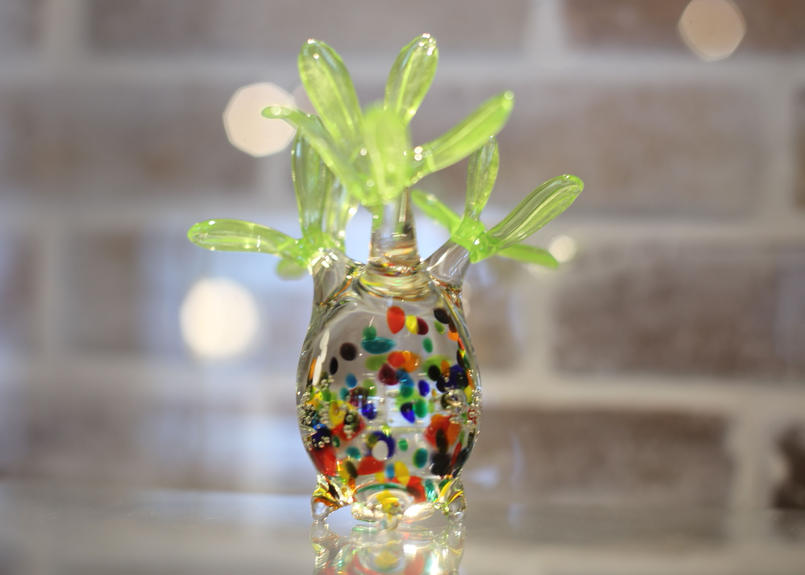 枯れない Glasscilius No ２ Mana S Green 塊根植物販売 マナ