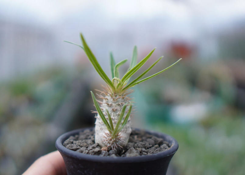 パキポディウム グラキリス 実生 Mana S Green 塊根植物販売 マナズグリーン