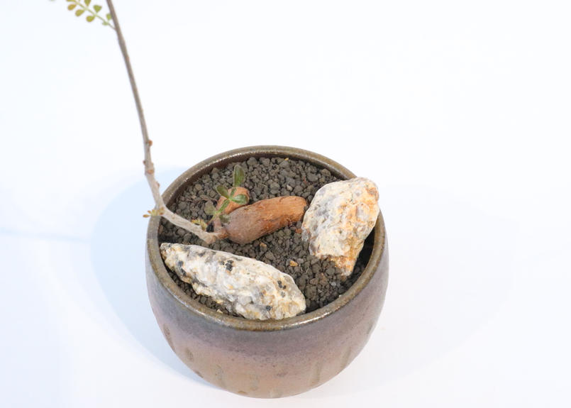 オペルクリカリア デカリー 根ざし Mana S Green 塊根植物販売 マナズグリーン