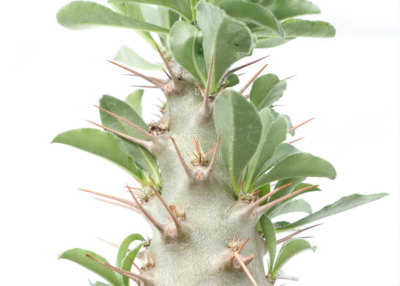 パキポディウム サンデルシー 実生 3 Mana S Green 塊根植物販売 マナズ パキポディウム サンデルシー 実生 3 Mana S Green 塊根植物販売 マナズ