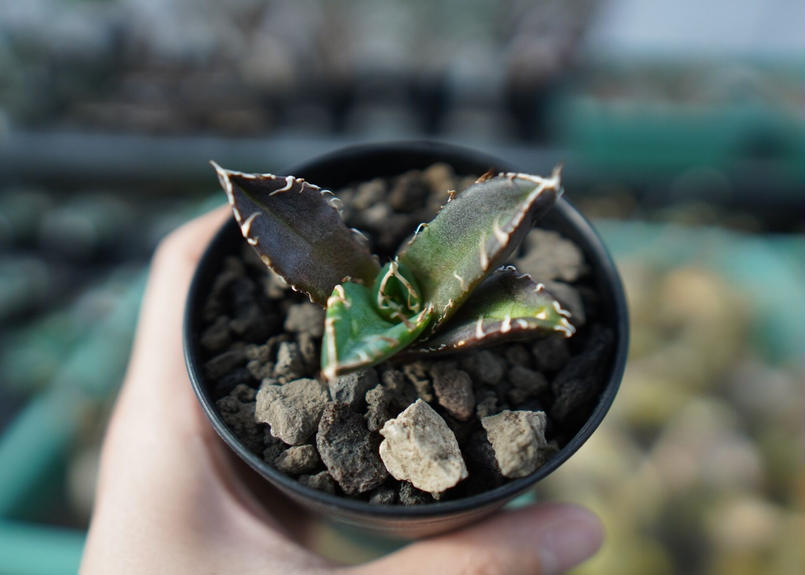 アガベ チタノタ 鬼爪雪峰 Agave titanota “Onitsume Yukimin...