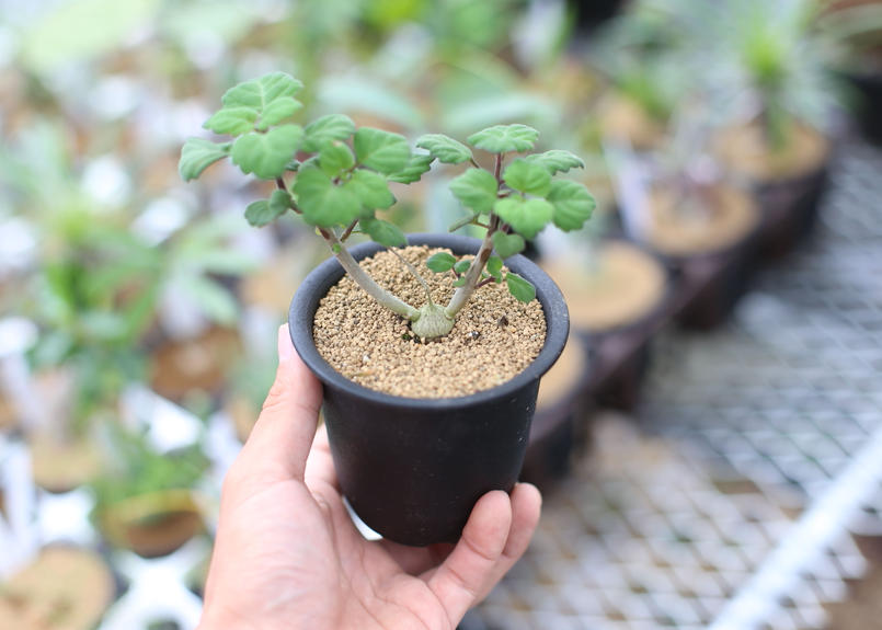 プレクトランサス エルンスティー Mana S Green 塊根植物販売 マナズグリーン