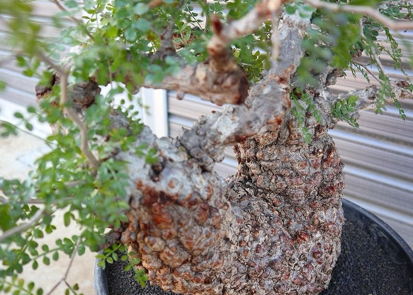 オペルクリカリア パキプス No 3 Mana S Green 塊根植物販売 マナズグリーン