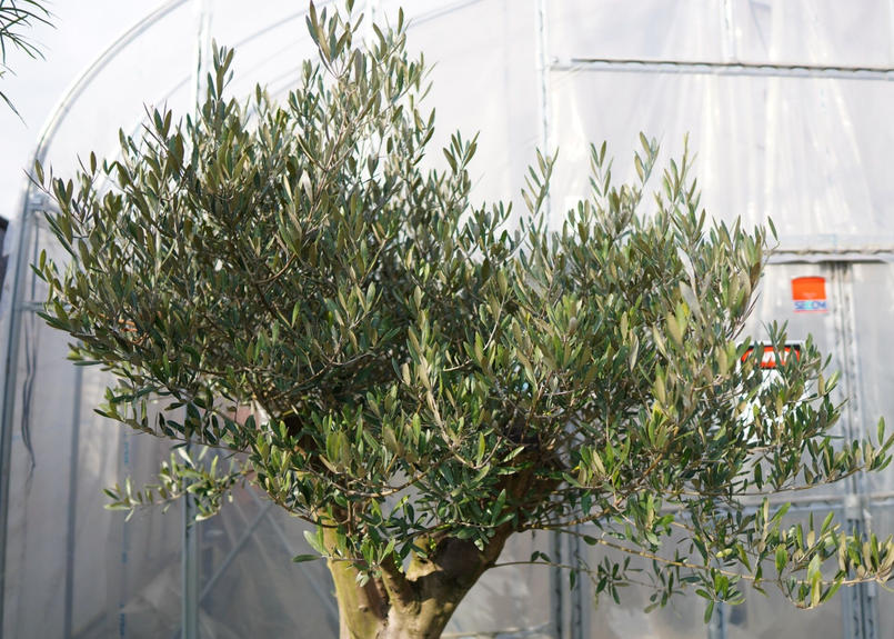 古木風オリーブ 06年実生 Mana S Green 塊根植物販売 マナズグリーン