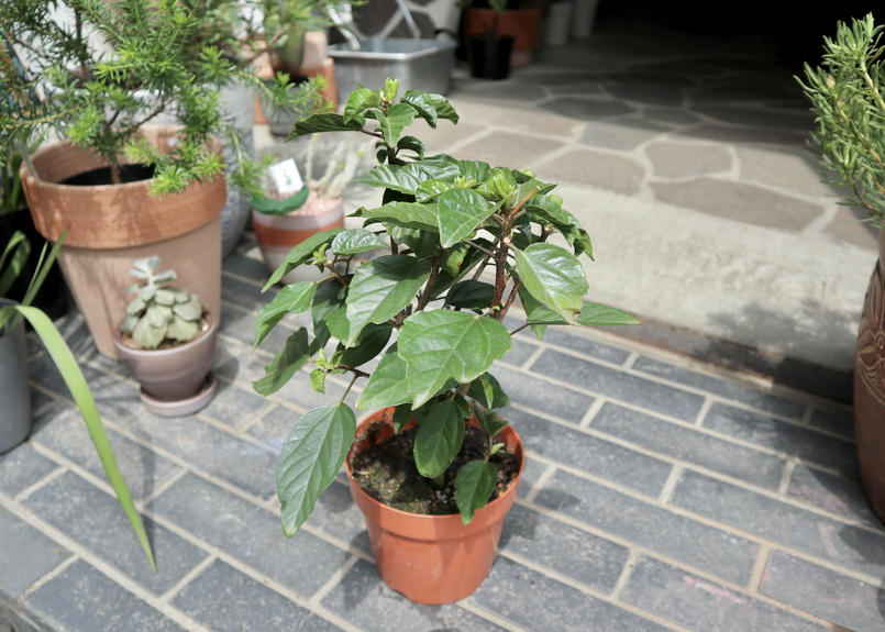 ハイビスカス サマーブリーズ Mana S Green 塊根植物販売 マナズグリーン