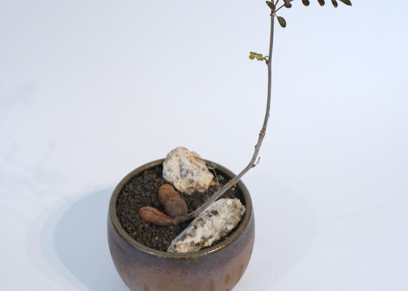 オペルクリカリア デカリー 根ざし Mana S Green 塊根植物販売 マナズグリーン