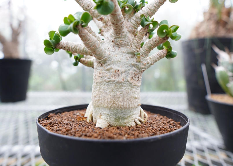 アデニウム アラビカム 巻葉 Mana S Green 塊根植物販売 マナズグリーン