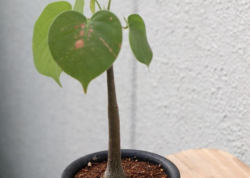 プセウドボンバックス エリプチクム Mana S Green 塊根植物販売 マナズグリーン