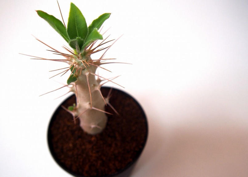 パキポディウム サンデルシー 白馬城 Pachypodium Saundersii Man