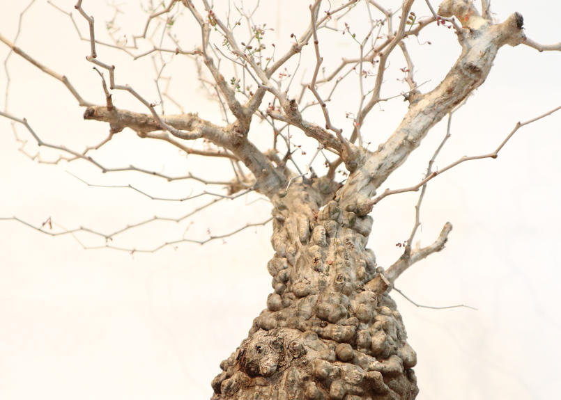 オペルクリカリア パキプス No 6 Mana S Green 塊根植物販売 マナズグリーン